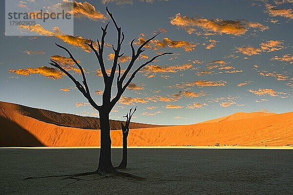 Kameldornbäume  auch Kameldorn oder Kameldornakazie (Acacia erioloba) als Silhouette im ersten Morgenlicht auf die Dünen  Namib Naukluft Nationalpark  Deadvlei  Dead Vlei  Sossusvlei  Namibia  Afrika