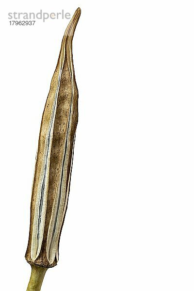 Dry okra (Abelmoschus esculentus) seed pod before white background with copy space