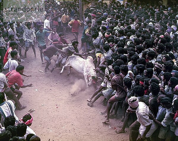 Jallikattu (Stierzähmen) ist Teil des tamilischen Erntedankfestes Pongal in der Nähe von Madurai  Tamil Nadu  Indien. Junge Männer jagen den Stier und versuchen  ihm das Tuch oder das Geld zu entreißen  das er sich an die Hörner gebunden hat  um ihre Tapferkeit zu beweisen