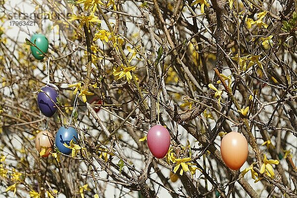 Bunte Ostereier an Forsythienzweigen (Forsythia) hängend  Goldglöckchen  Deutschland  Europa