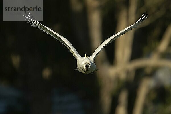 Gelbhaubenkakadu (Cacatua galerita) erwachsener Vogel im Flug  Sydney  New South Wales  Australien  Ozeanien