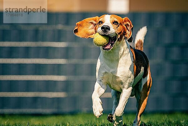 Beagle Hund Spaß im Hinterhof  im Freien laufen mit Ball  Hundetraining