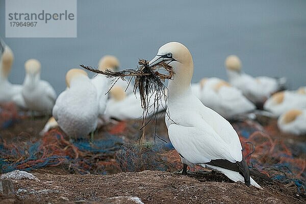 Basstölpel (Morus bassanus)  Vogel steht mit Nistmaterial in Form von Pflanzenteilen und Plastikmüll im Schnabel am Brutplatz  Helgoland  Schleswig-Holstein  Deutschland  Europa