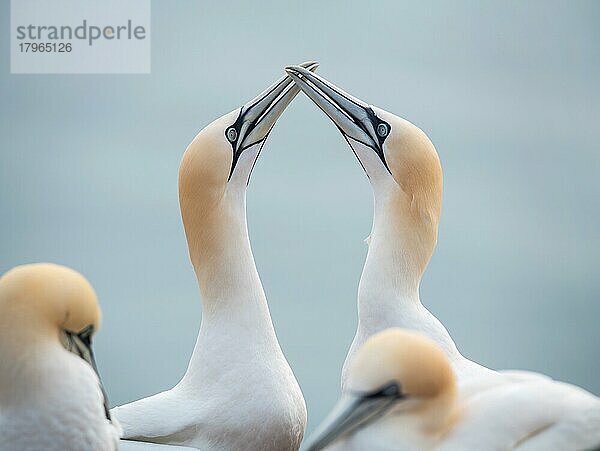 Basstölpel (Morus bassanus)  Balz und Begrüßungsritual bei der Rückkehr des Partners  Helgoland  Schleswig-Holstein  Deutschland  Europa