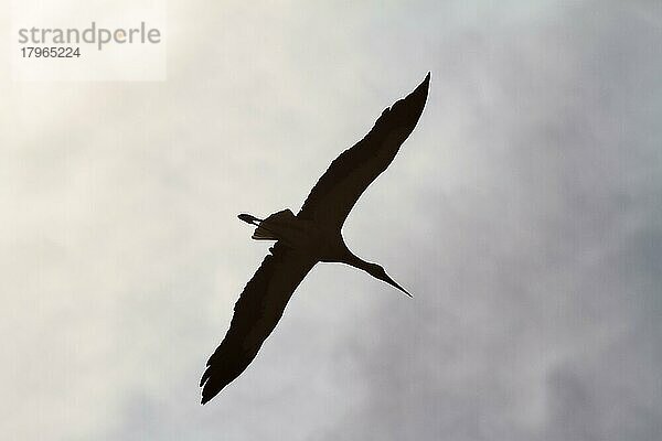 Weißstorch (Ciconia ciconia) im Flug  Flügelspanne  Silhouette im Gegenlicht  Weserbergland  Nordrhein-Westfalen  Deutschland  Europa