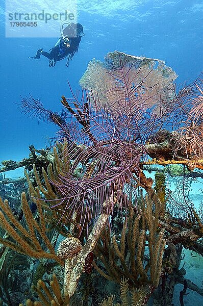 Taucherin blickt auf Korallen an ehemaliger Unterwasser-Filmset von James Bond Feuerball  Thunderball  Karibik  Bahamas  Mittelamerika