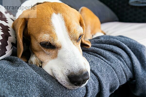 Tricolor Beagle Erwachsener Hund auf Sofa in der Sonne  Haustierfotografie