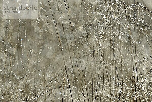 Süßgräser (Poaceae) mit Tautropfen im Gegenlicht  Naturpark Arnsberger Wald  Nordrhein-Westfalen  Deutschland  Europa