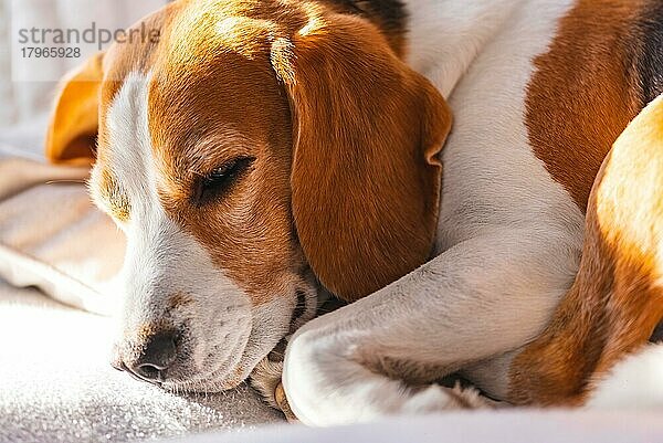 Tricolor Beagle Erwachsener Hund auf Sofa in hellem Raum - niedliche Tierfotografie