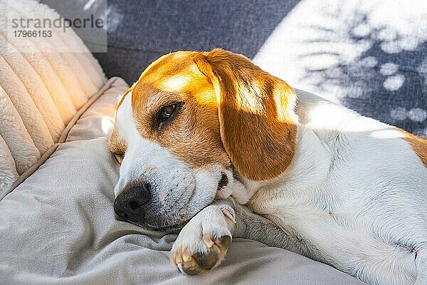 Tricolor Beagle Erwachsener Hund auf Sofa in hellem Raum - niedliche Tierfotografie