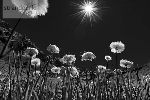 Wollgras (Eriophorum) Wiese  im Gegenlicht mit Sonnenstern  Sellrain  Innsbruck  Tirol  Österreich  Europa