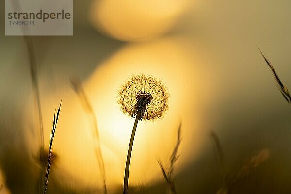 Gewöhnlicher Löwenzahn (Taraxacum sect. Ruderalia)  Silhouette vor untergehender Sonne  Mittelland  Schweiz  Europa