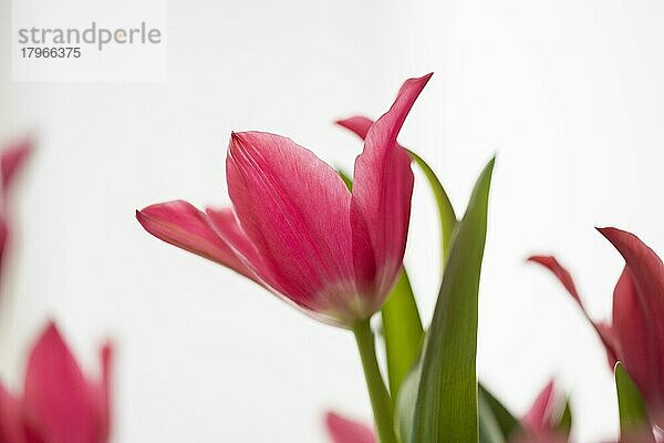 Rote Tulpen vor weißem Hintergrund  Blüten  Studioaufnahme