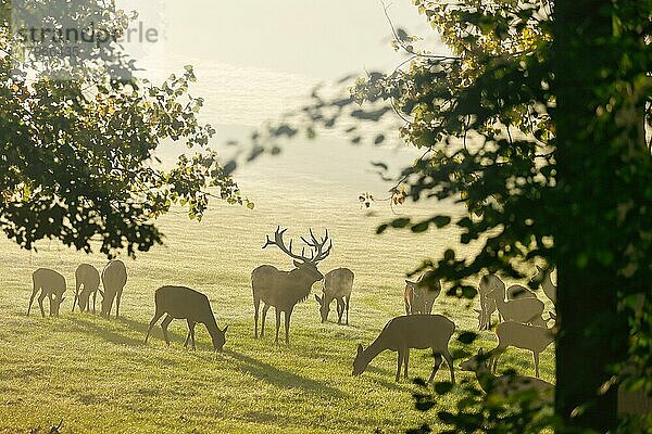 Rothirsch (Cervus elaphus)  Gegenlicht  Voßwinkel  Nordrhein-Westfalen  Deutschland  Captive  Europa