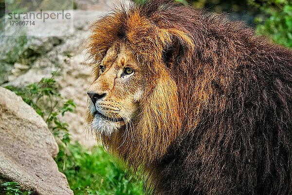 Afrikanischer Löwe (Panthera Leo) im Dschungel