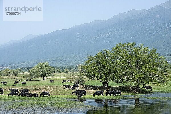 Wasserbüffel (Bubalus bubalis)  grasen im Feuchtgebiet  Kerkini-See  Mazedonien  Griechenland  Europa