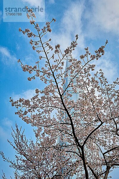 Blühender Sakura-Kirschblütenzweig mit Wolkenkratzergebäude im Hintergrund im Frühling  Seoul  Südkorea  Asien