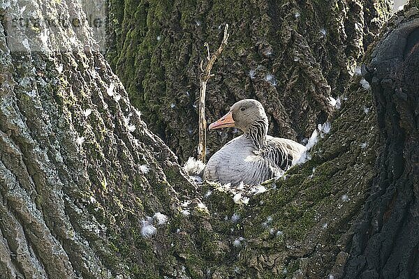 Graugans (Anser anser)  brütend auf dem Nest in einem Baum  Hessen  Deutschland  Europa
