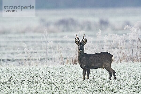 Rehbock (Capreolus capreolus) in Winterlandschaft  Emsland  Niedersachsen  Deutschland  Europa