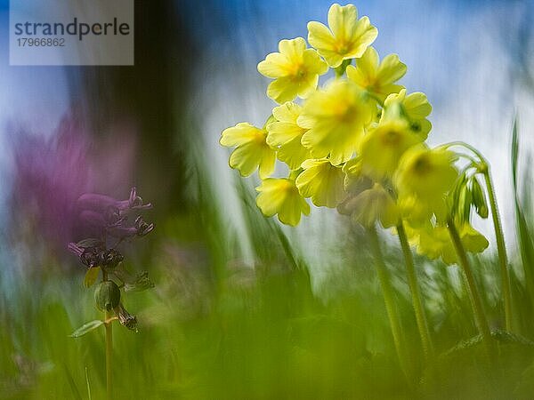 Echte Schlüsselblume (Primula veris)  Nationalpark Gesäuse  Steiermark  Österreich  Europa