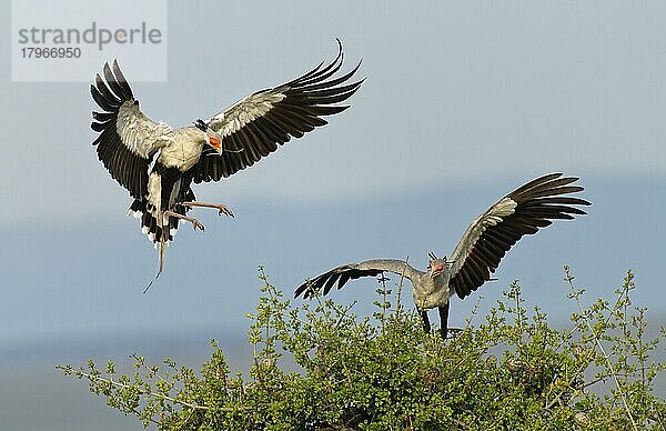Sekretär (Sagittarius serpentarius)  Männchen fliegt zum Nest  Masai Mara Preserve  Kenia  Afrika