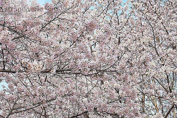 Blühende Sakura-Kirschblüte Nahaufnahme Hintergrund im Frühjahr  Südkorea  Asien