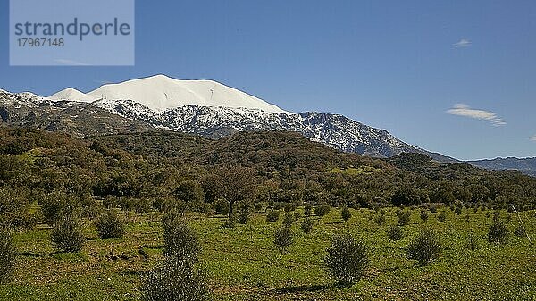 Frühling auf Kreta  Schneebedeckte Berge  Ida Massiv  Psiloritis  grünes Feld  Olivenbäume  blauer Himmel  einzelne Wolken  Zentralkreta  Insel Kreta  Griechenland  Europa