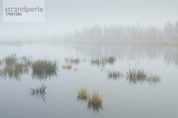 Moorlandschaft im Nebel  Provinz Drenthe  Niederlande  Europa