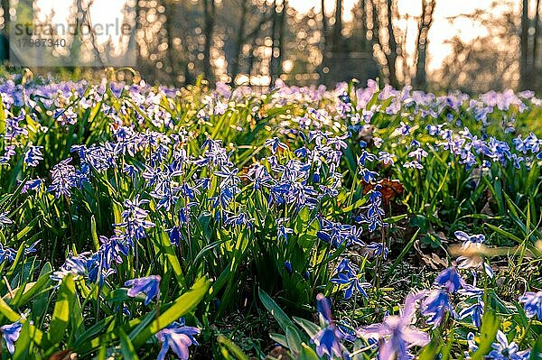 Viele Blausterne (Scilla) auf der Wiese im Frühling  Hannover  Niedersachsen  Deutschland  Europa