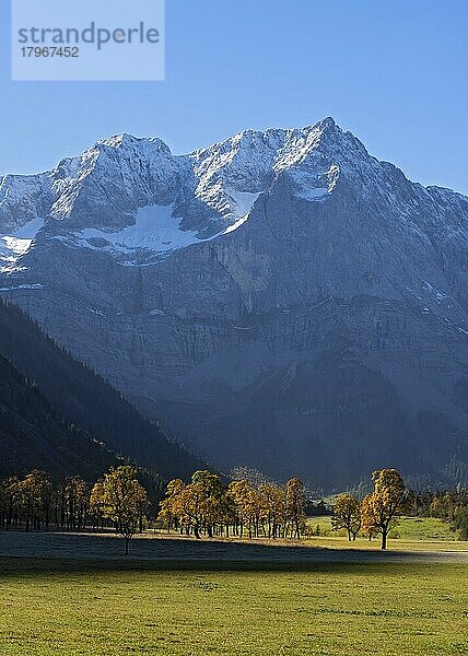 Berg-Ahornbäume im Herbst  Großer Ahornboden  dahinter das Spritzkar  Karwendel-Gebirge  Tirol  Österreich  Europa