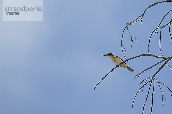 Götzenliest (Todiramphus sanctus) erwachsener Vogel in einem Baum  Port douglas  Queensland  Australien  Ozeanien