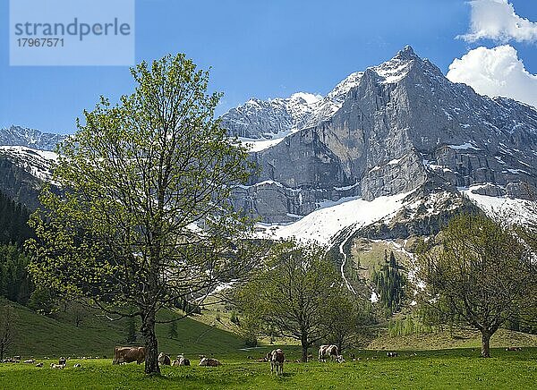 Großer Ahornboden  Engalm mit Kühen und Berg-Ahorn (Acer pseudoplatanus) im Frühsommer  dahinter das Spritzkar  Karwendel-Gebirge  Hinterriss  Tirol  Österreich  Europa