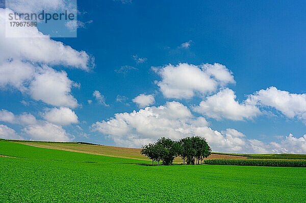 Weiter Blick über eine saftig grüne Wiese mit einer kleinen Baumgruppe in der Mitte. Der Himmel ist strahlend blau mit ein paar weißen Wolken