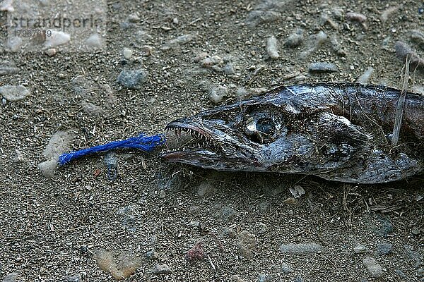 Am Boden liegender  halb verwester Fisch mit offenem Maul und blauem Faden