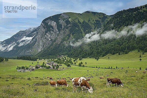 Almdorf Eng mit Kühen auf der Weide  dahinter Bärenwandkopf  Morgennebel  Hinterriss  Tirol  Österreich  Europa