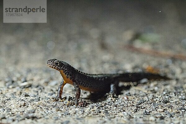 Bergmolch (Ichthyosaura alpestris)  Amphibienwanderung zum Laichgewässer  Nachtaufnahme  Velbert  Deutschland  Europa