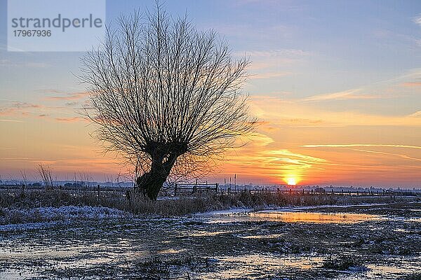 Silhouette einer Weide im Ochsenmoor am Dümmer bei Sonnenuntergang  Hüde  Niedersachsen  Deutschland  Europa