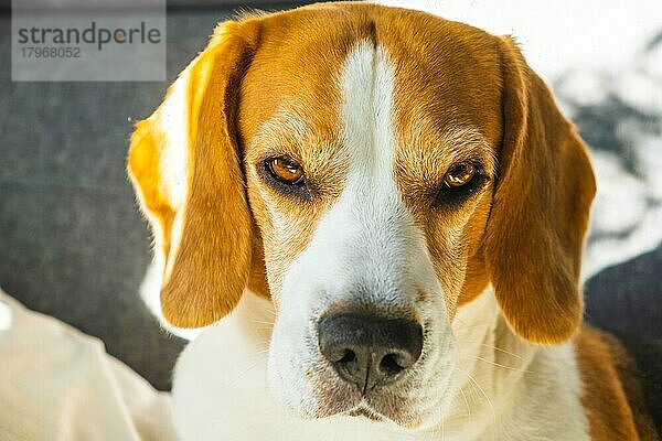 Tricolor Beagle Erwachsener Hund auf Sofa in hellem Raum - niedliche Tierfotografie