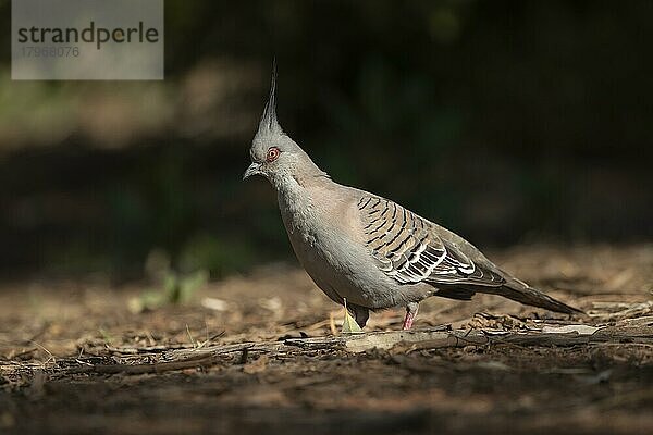 Spitzschopftaube (Ocyphaps lophotes)  erwachsener Vogel auf dem Boden stehend  Northern Territory's  Australien  Ozeanien