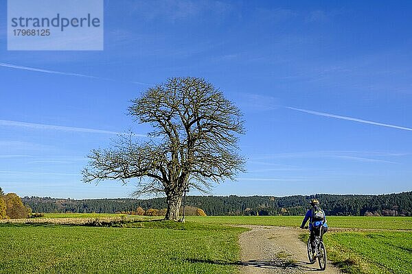 Fahrradfahrer an Baum mit Kreuz bei Döpshofen  Stauden  Naturpark Augsburg Westliche Wälder  Schwaben  Bayern  Deutschland  Europa