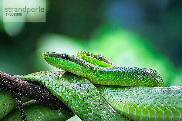 Spitzkopfnatter (Gonyosoma oxycephalum) bei der Paarung  eng umschlungen