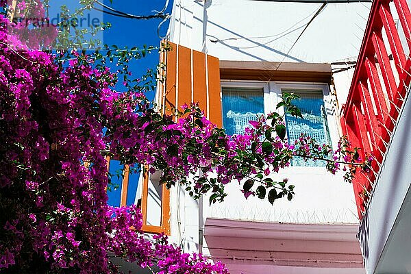 Blühende Bougainvillea Blume mit griechischen traditionellen Haus im Hintergrund in Chora Dorf  Mykonos Insel  Griechenland  Europa