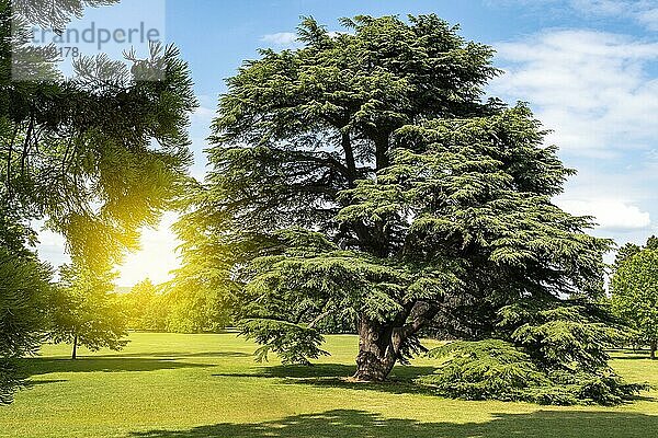 Ein schöner belaubter Baum auf dem Feld  einsamer Baum auf dem Feld  Baumschutzkonzept  schöner Baum auf grünem Gras
