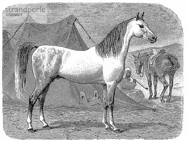 Pferderasse  arabisches Pferd  Araber  Historisch  digital restaurierte Reproduktion einer Originalvorlage aus dem 19. Jahrhundert