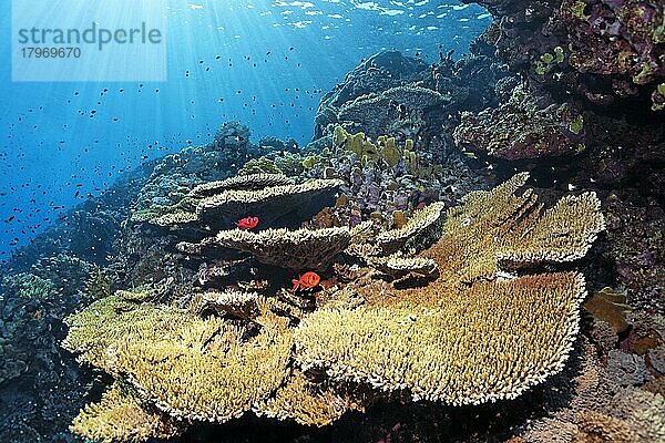 Acropora Tischkoralle (Acropora hyacincthus) an Korallenriff-Steilwand im Gegenlicht  Weißsaum-Soldatenfisch (Myripristis Murdjan)  Ras Muhammed National Park  Rotes Meer  Sharm el Sheikh  Sinai  Ägypten  Afrika