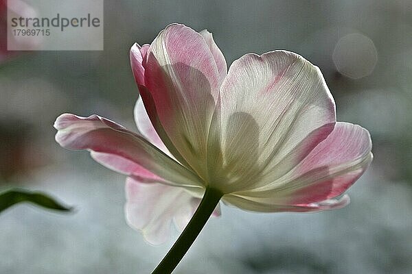 Weiß-rosafarbige  aufgeblühte Tulpe  Tulpenkopf mit Bokeh