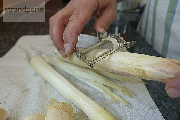 Badische Küche  Zubereitung Spargel mit Kratzete  weißer Spargel wird geschält  Schälmesser  Spargelmesser  Gemüse  gesund  vegetarisch  typisch Badisch  Traditionsküche  Männerhände  Foodfotografie  Studio  Deutschland  Europa