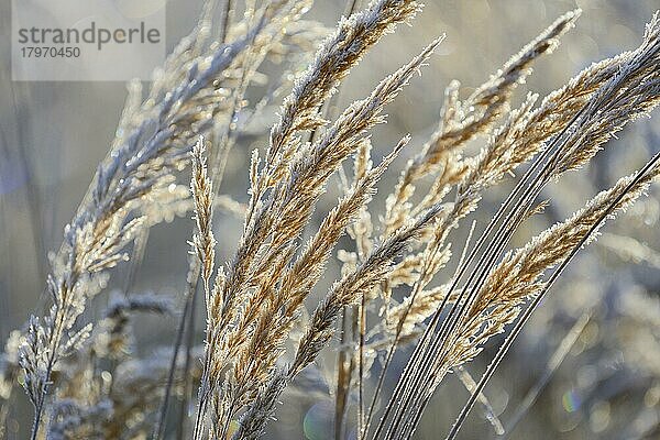 Reitgräser (Calamagrostis) mit Raureif im Gegenlicht  Naturpark Arnsberger Wald  Nordrhein-Westfalen  Deutschland  Europa