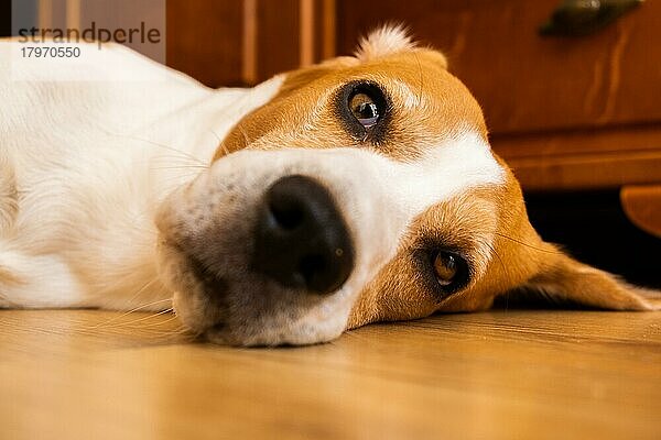 Beagle Hund Erwachsene liegen auf Holzboden zu Hause. Hund Thema