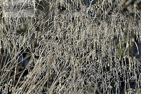 Süßgräser (Poaceae) mit Tautropfen im Gegenlicht  Naturpark Arnsberger Wald  Nordrhein-Westfalen  Deutschland  Europa